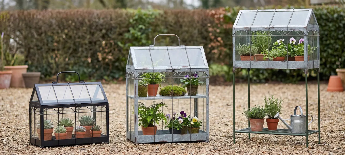 Small, medium, and stand-mounted glass mini greenhouse plant terrariums on display